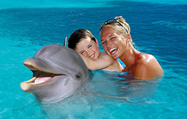 Swim with Dolphins